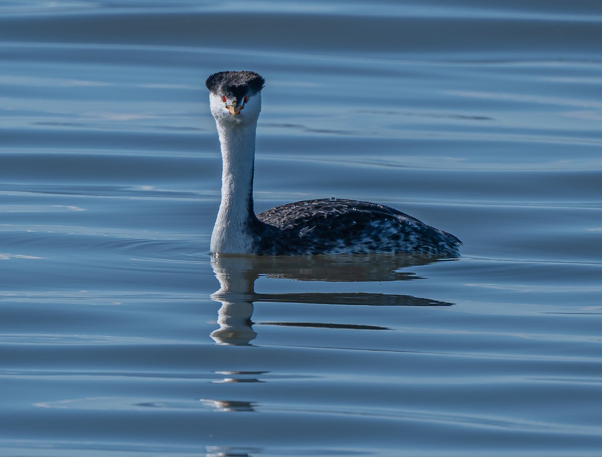 Clark's Grebe - ML503187561