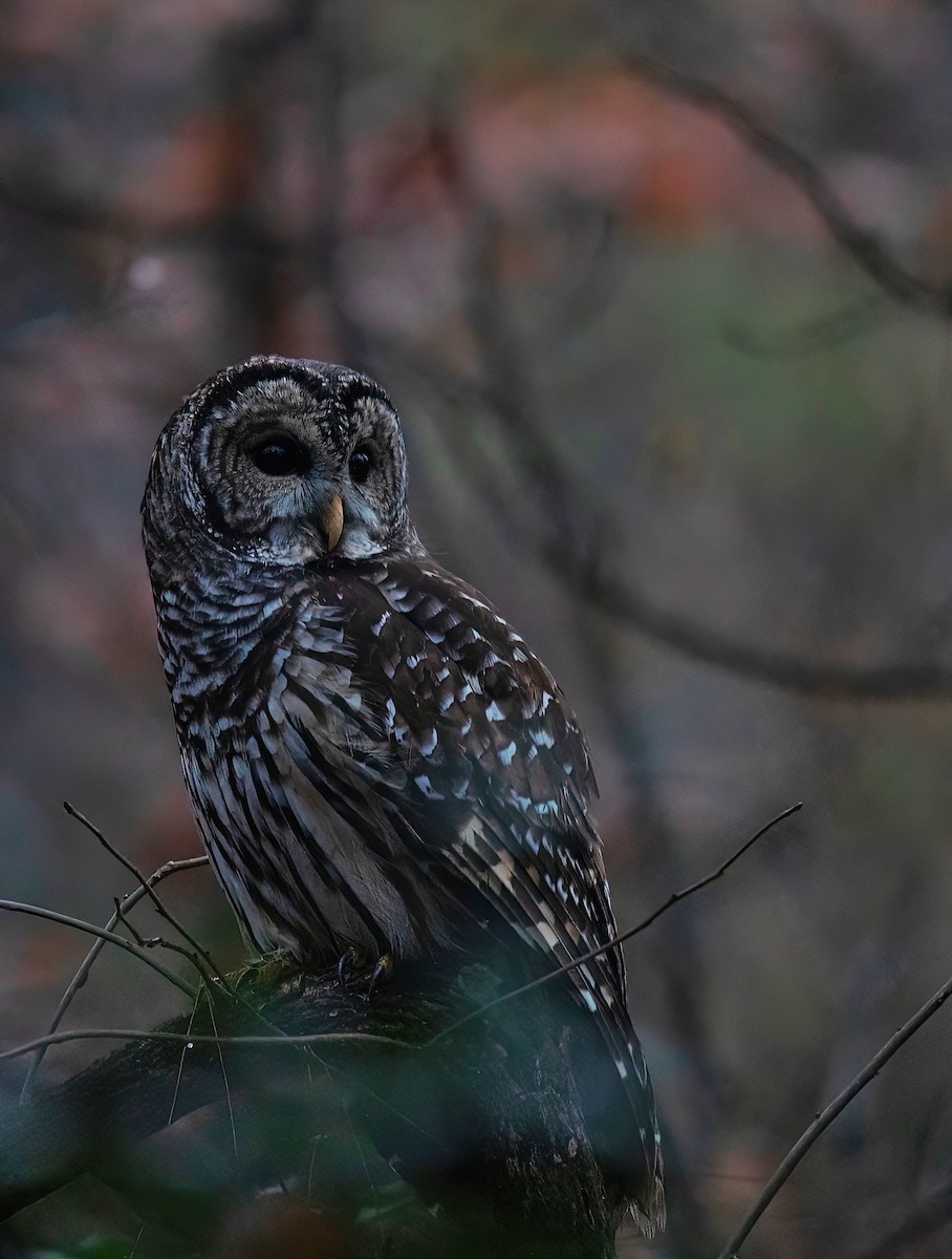 Barred Owl - Natalie Cavalieri