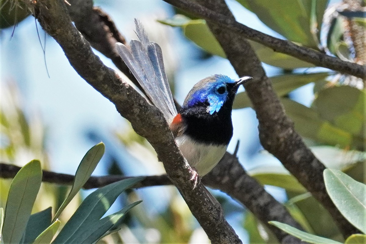 Variegated Fairywren - ML503187821