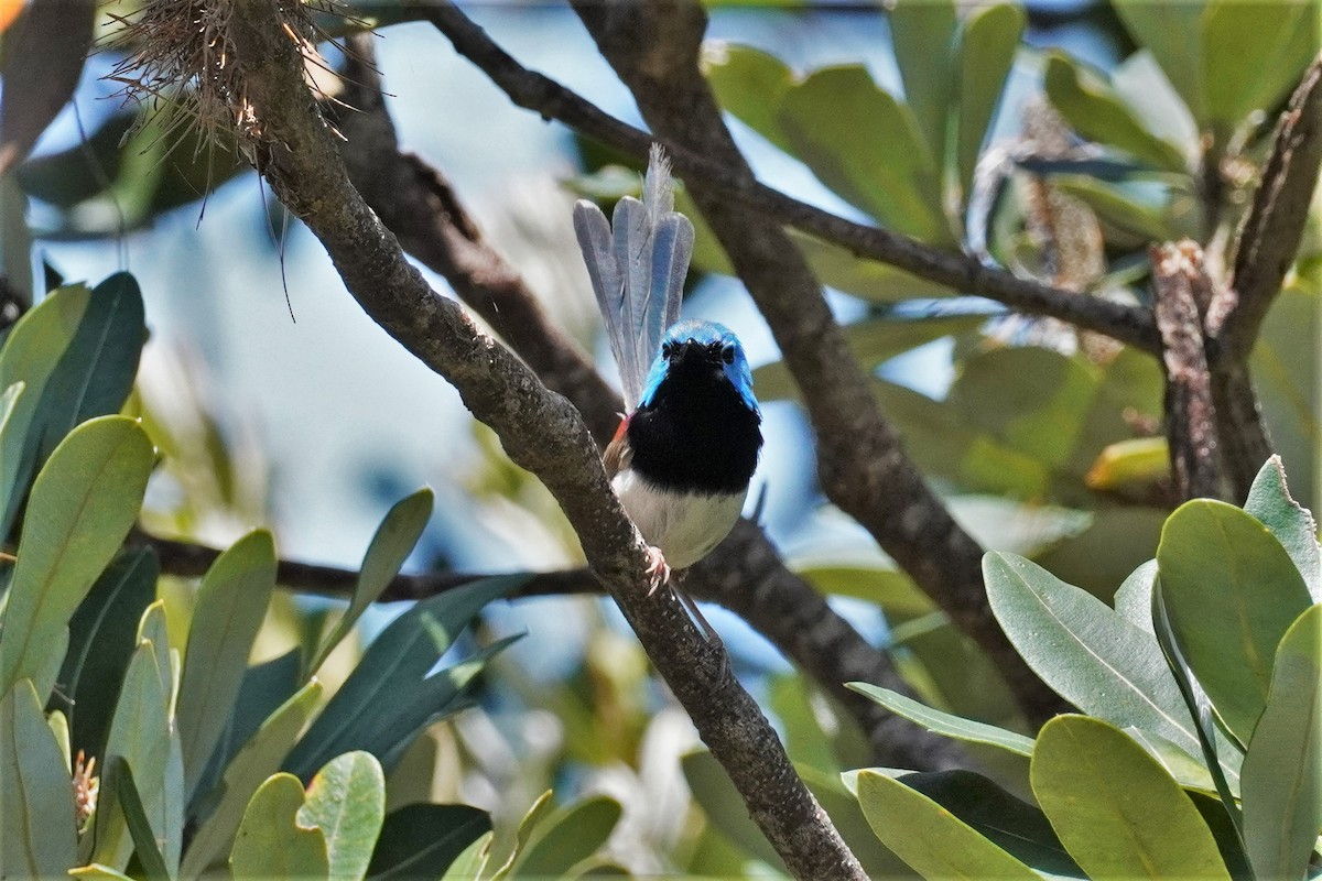 Variegated Fairywren - ML503187831