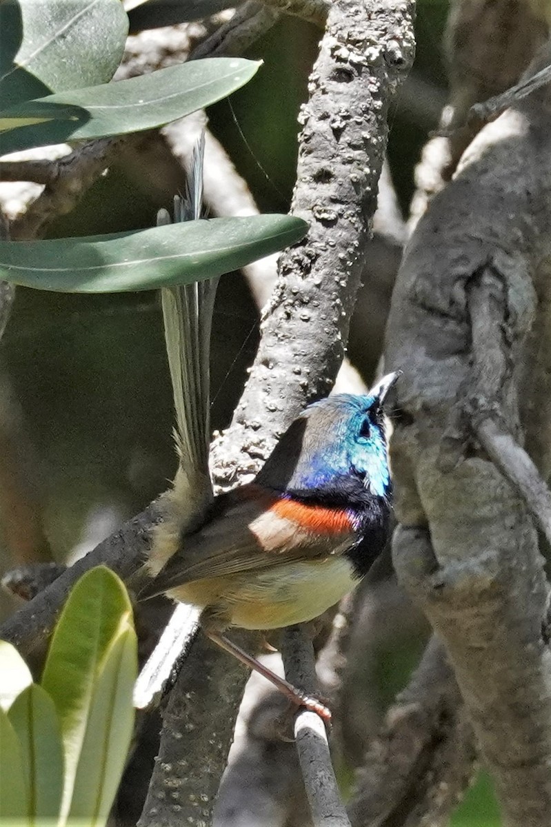 Variegated Fairywren - ML503187841