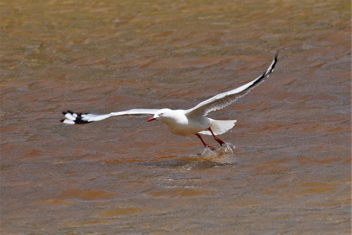 Silver Gull - ML503187891