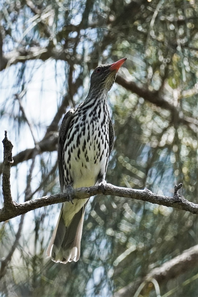 Olive-backed Oriole - ML503187931