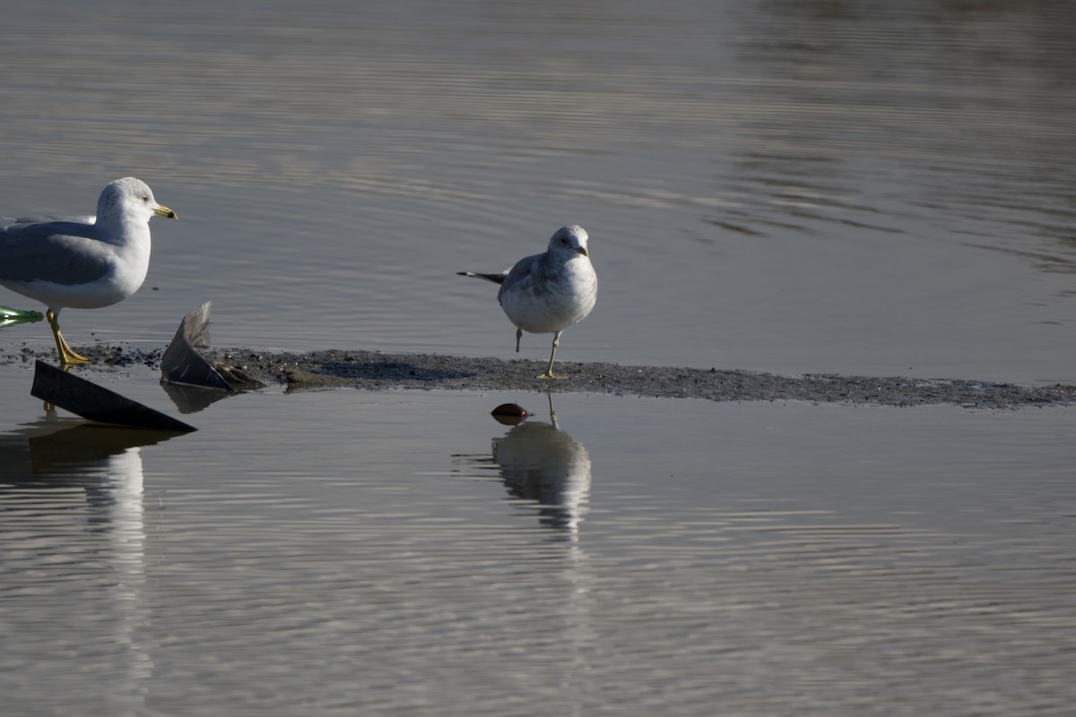 Short-billed Gull - ML503188081