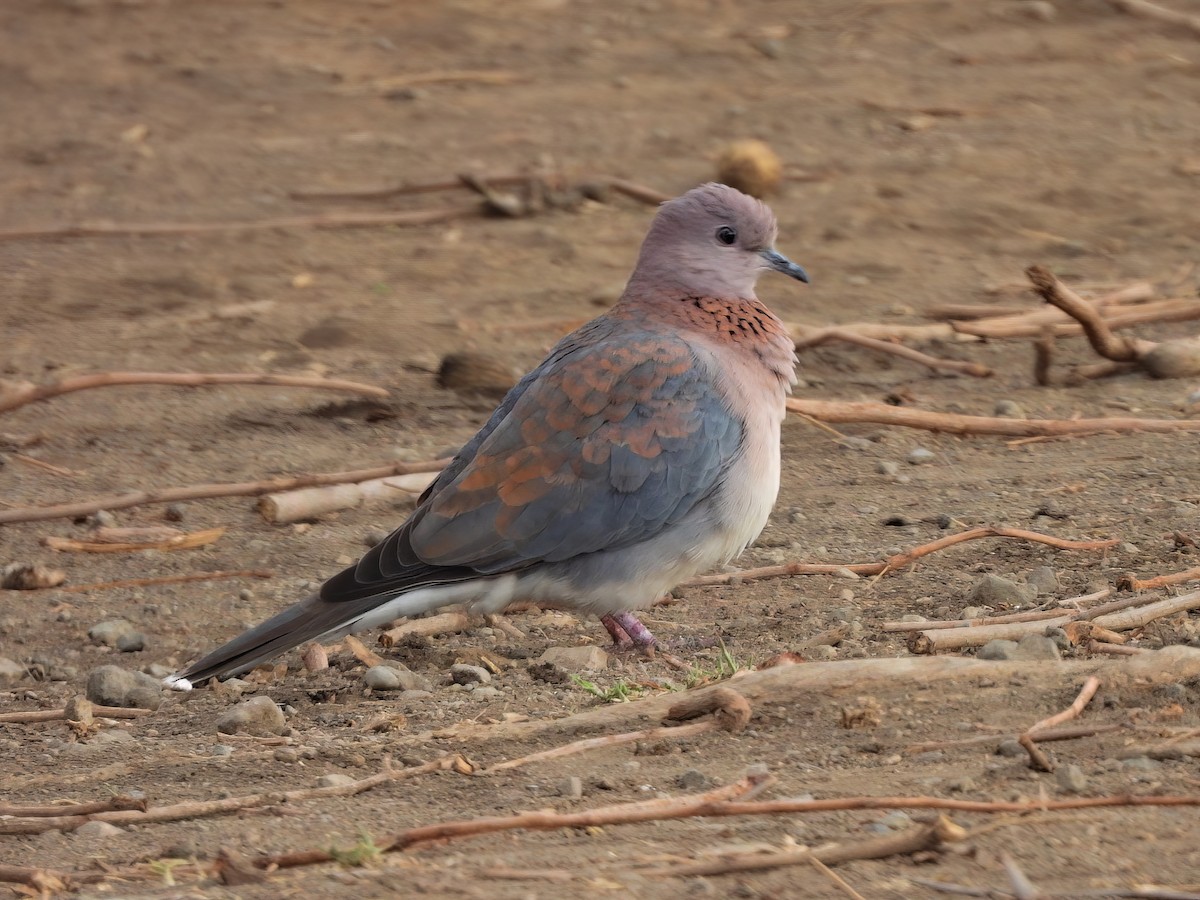 Laughing Dove - ML503189151