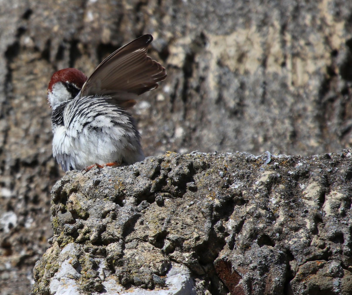 Italian Sparrow - ML503189171