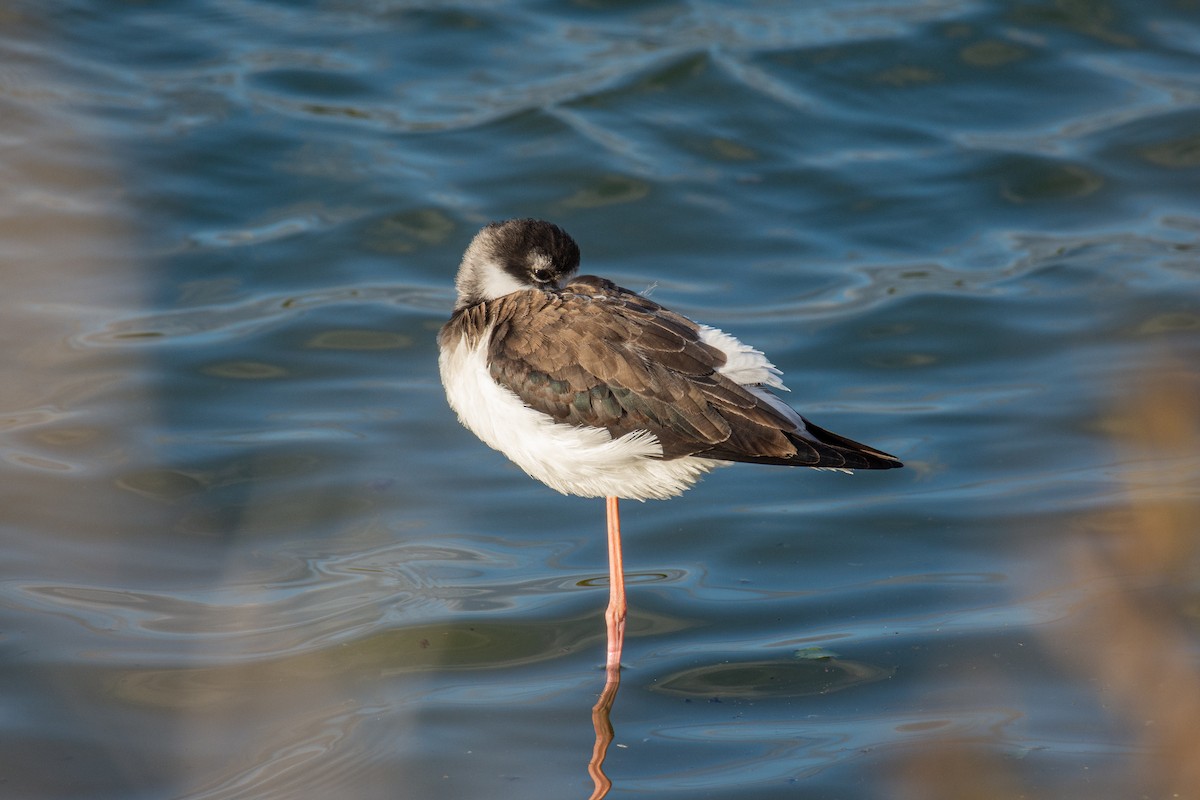 Black-necked Stilt - Michael Spencer