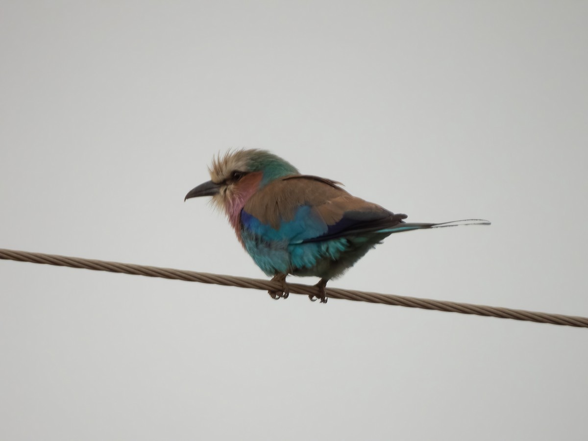 Lilac-breasted Roller - ML503190471