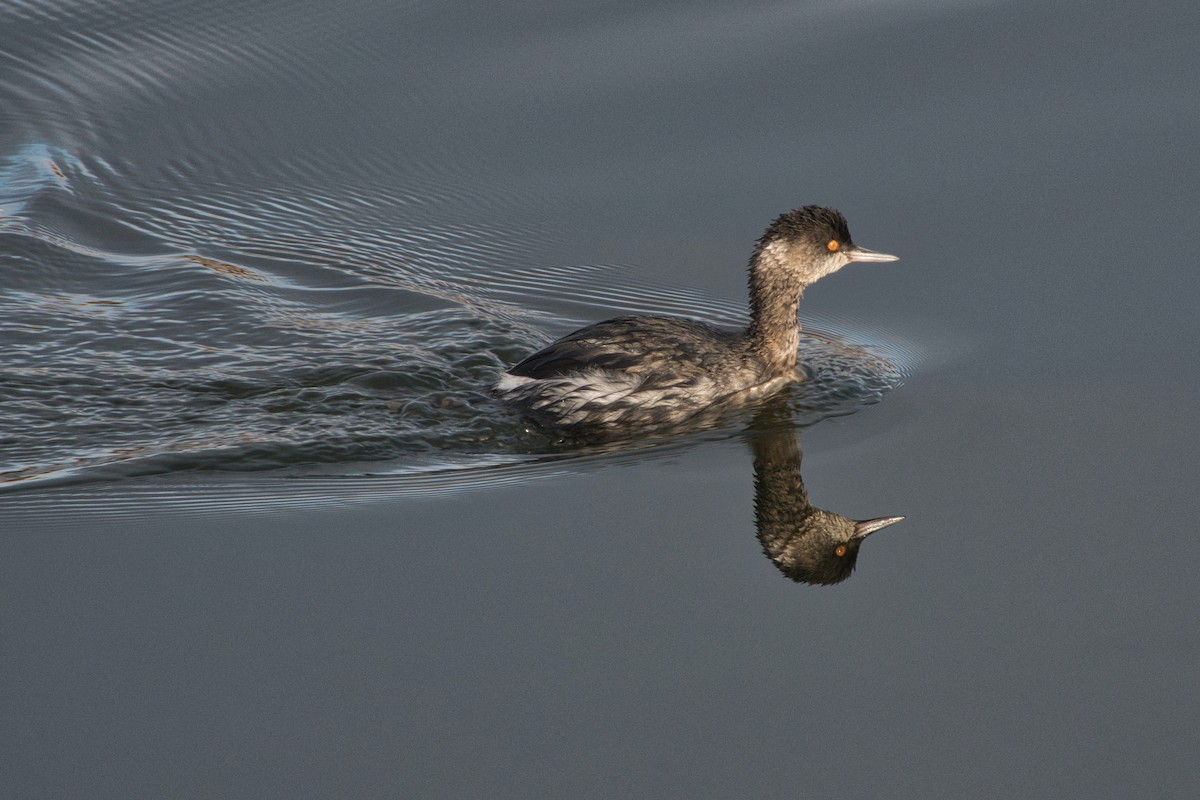 Eared Grebe - ML503190611