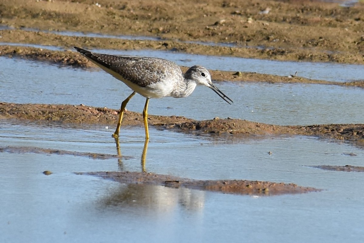 Lesser/Greater Yellowlegs - Jason Leduc