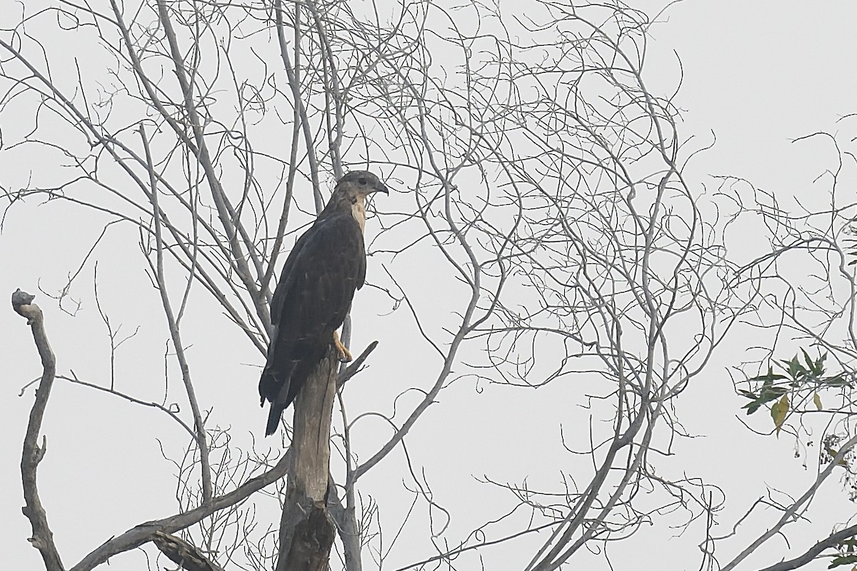 Oriental Honey-buzzard - Chiusi Alessio Pietro