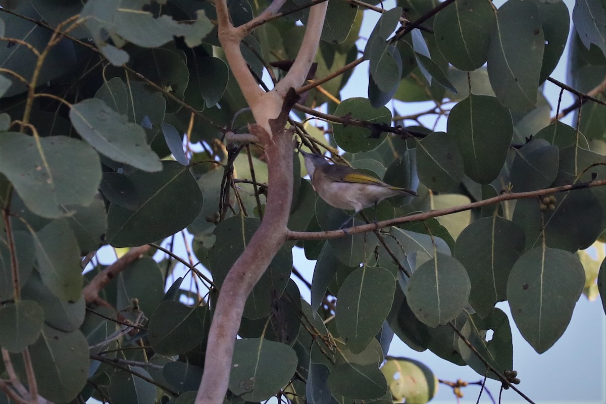 Rufous-banded Honeyeater - ML503191961