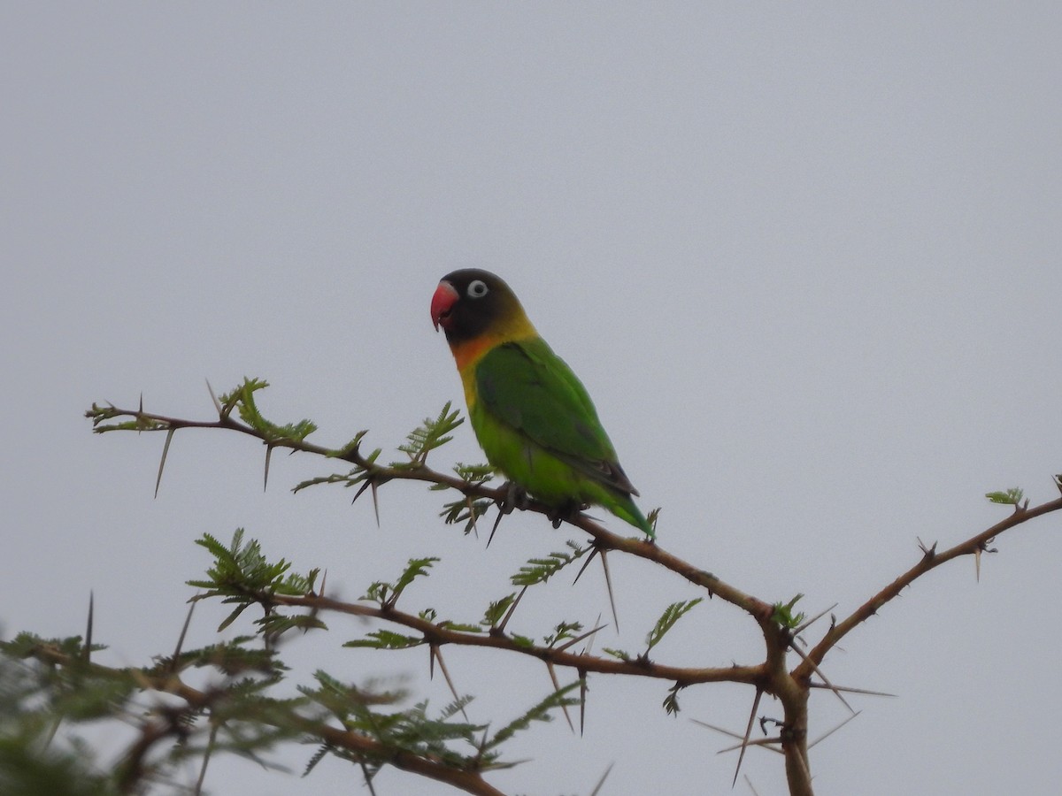 Yellow-collared Lovebird - ML503192161