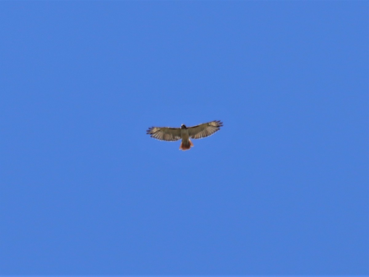 Red-tailed Hawk - Angel Zakharia