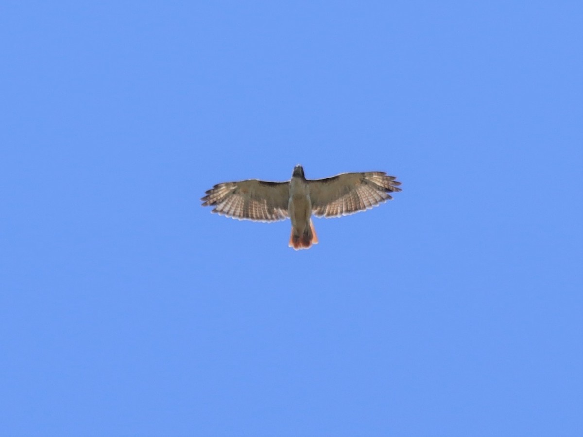 Red-tailed Hawk - Angel Zakharia