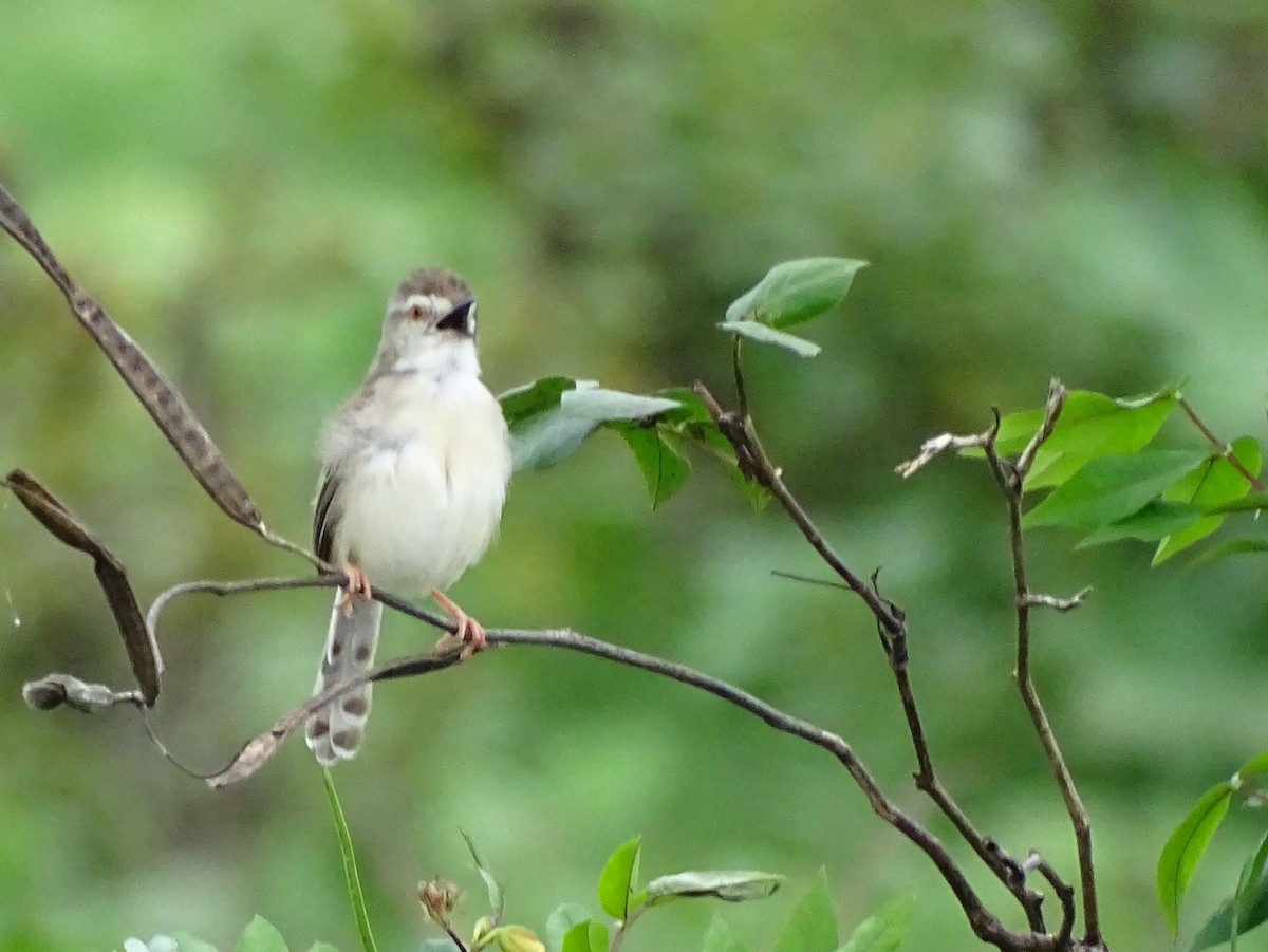 Plain Prinia - ML503192441