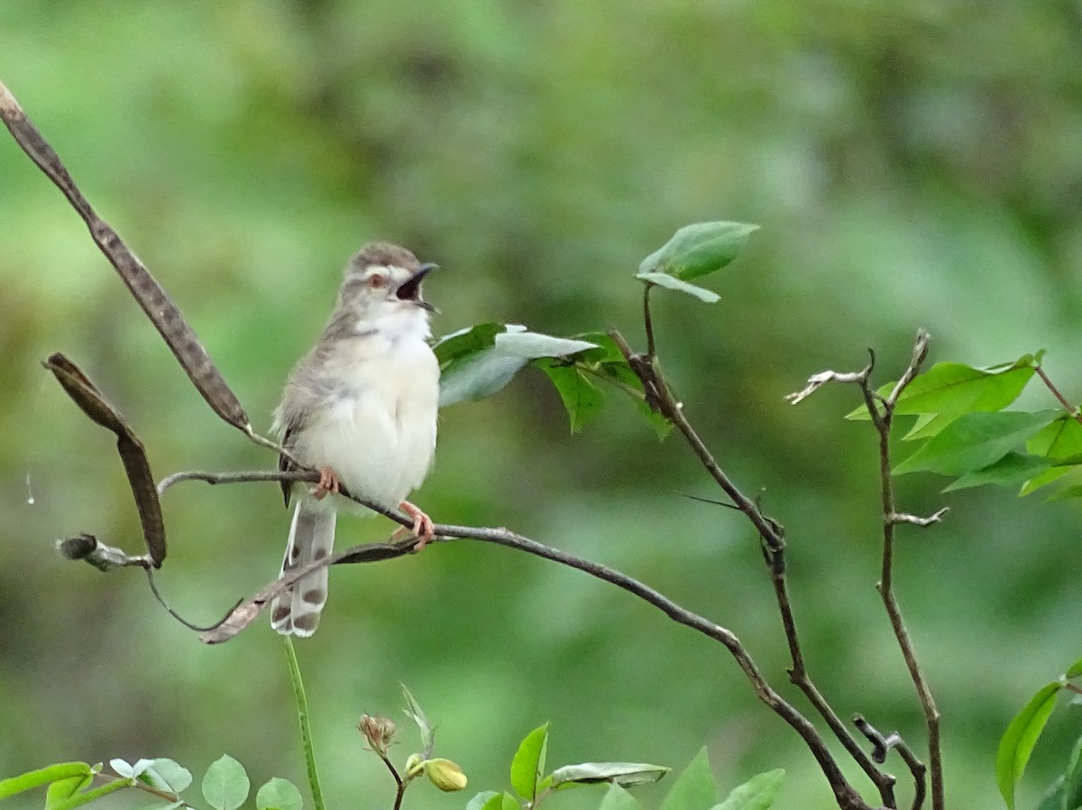 Plain Prinia - ML503192451