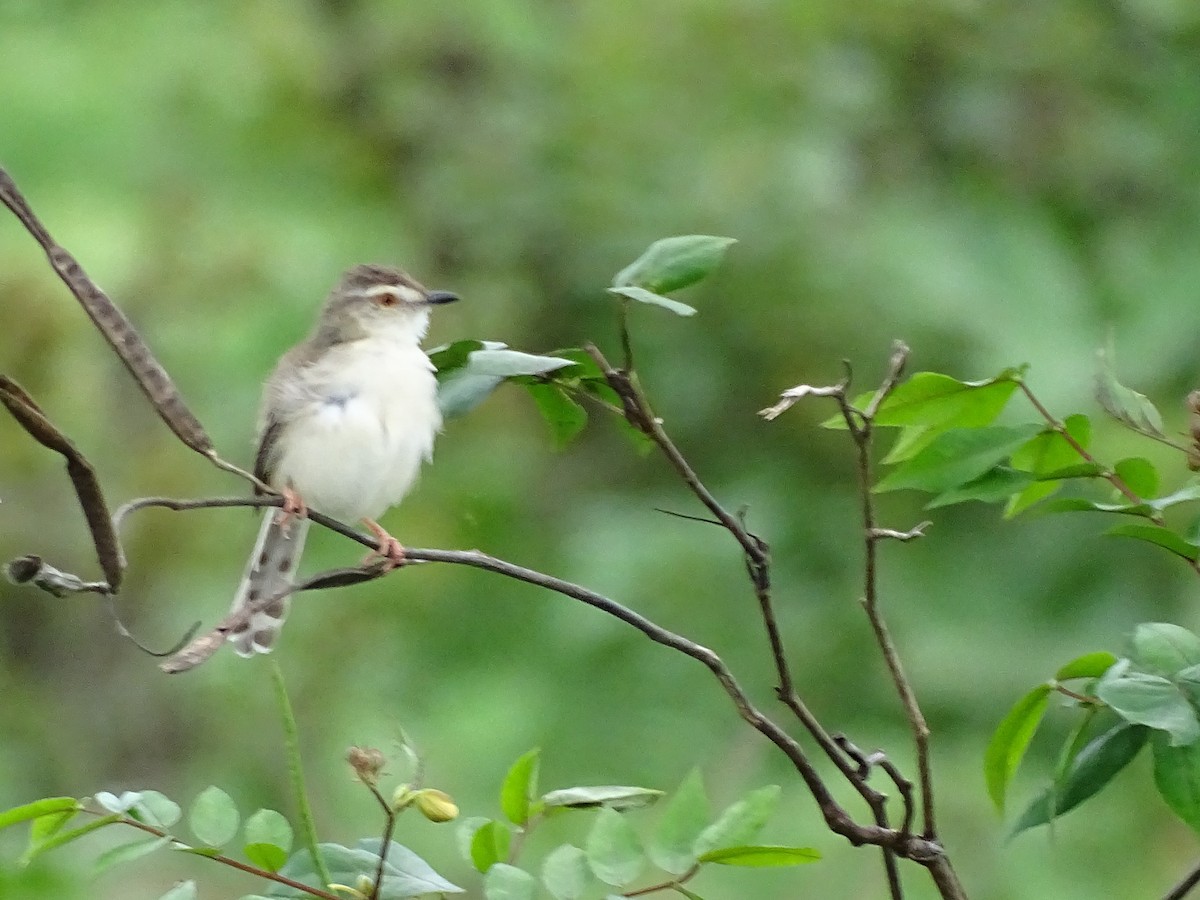 Prinia Sencilla - ML503192491