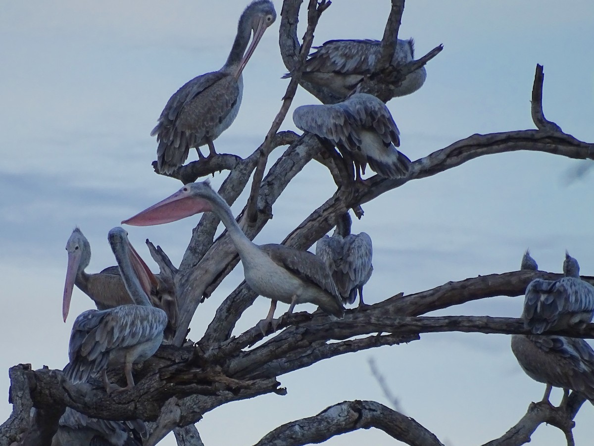 Spot-billed Pelican - ML503192611