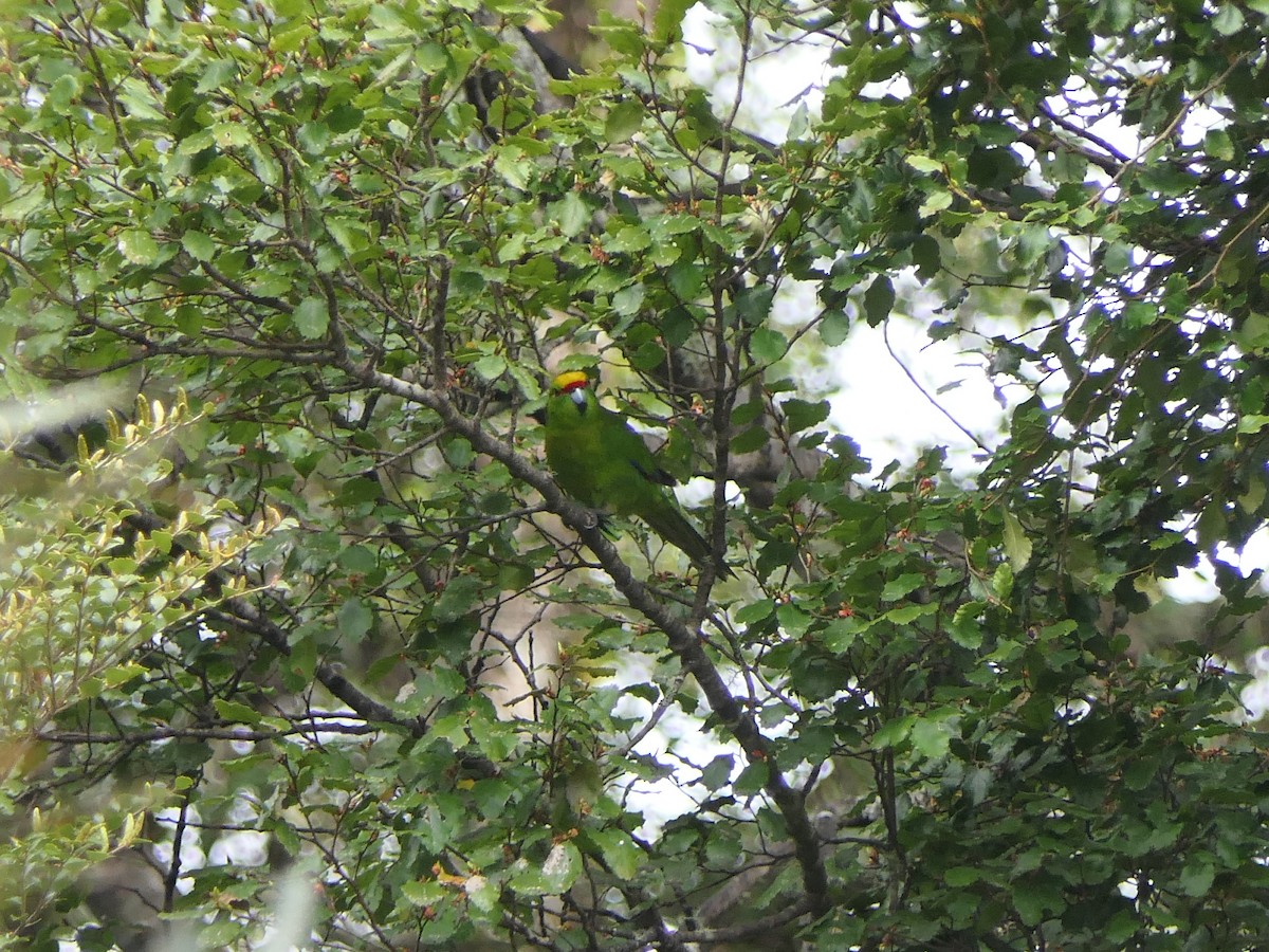Yellow-crowned Parakeet - ML503196361
