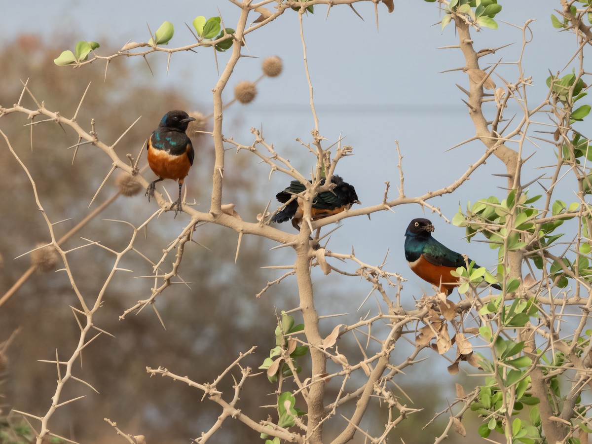 Superb Starling - ML503196391