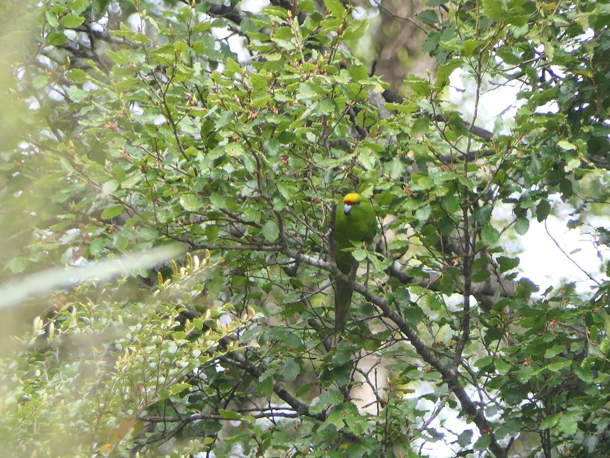 Yellow-crowned Parakeet - ML503196401