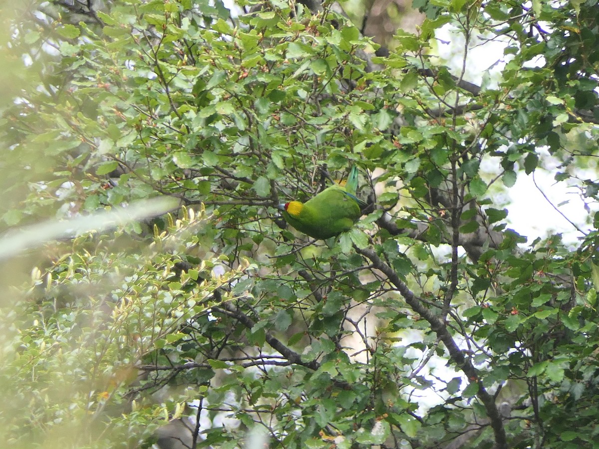 Yellow-crowned Parakeet - ML503196471