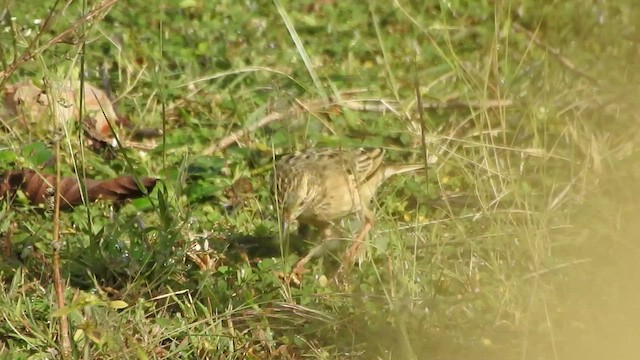 Blyth's Pipit - ML503196561