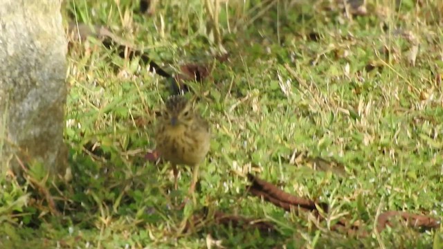 Blyth's Pipit - ML503196571