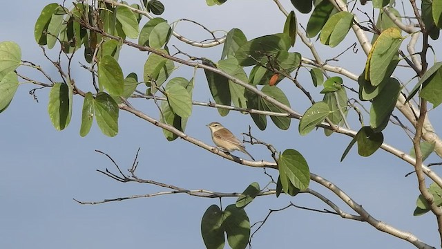 Booted Warbler - ML503196611