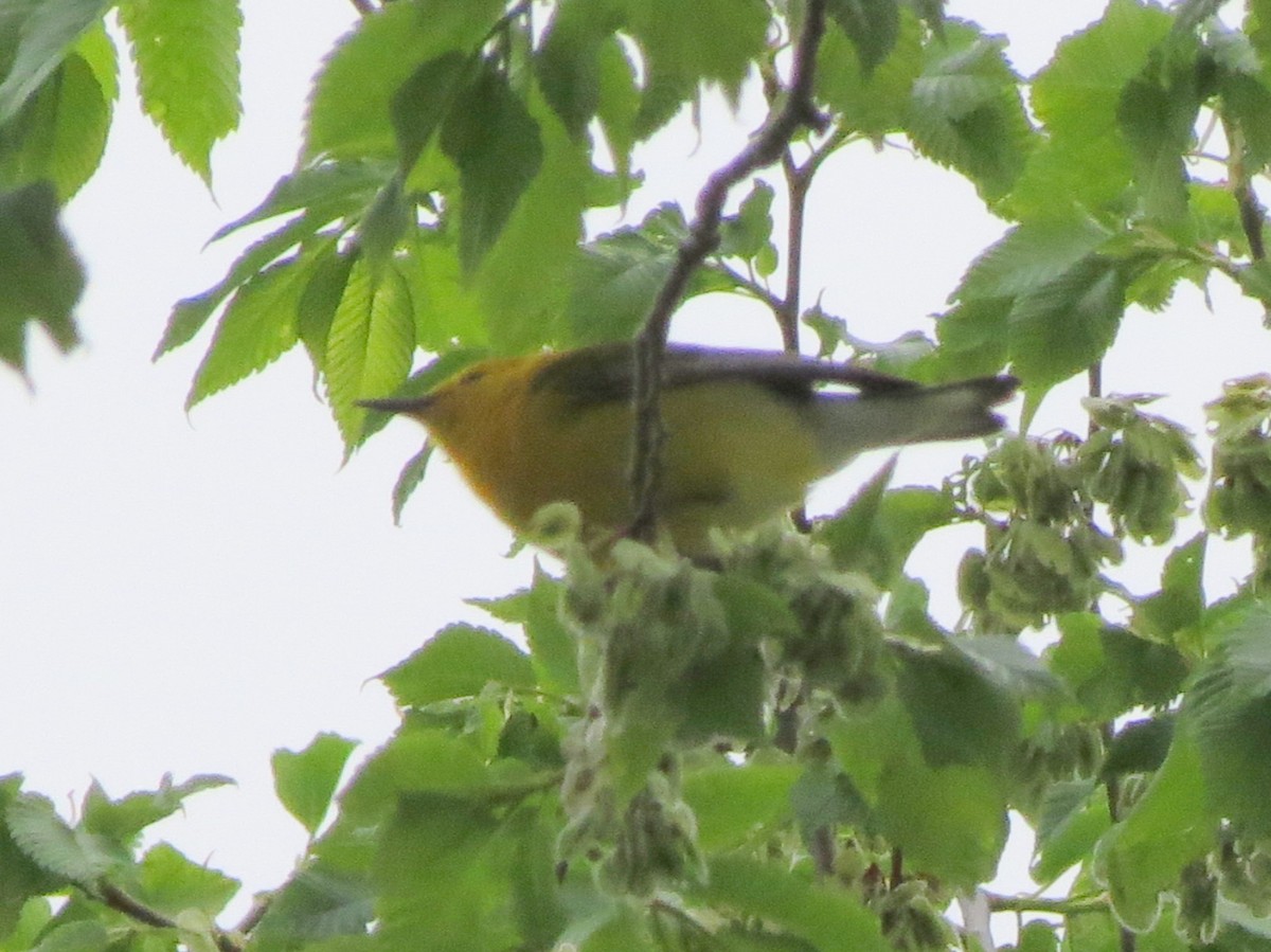 Prothonotary Warbler - ML503197161