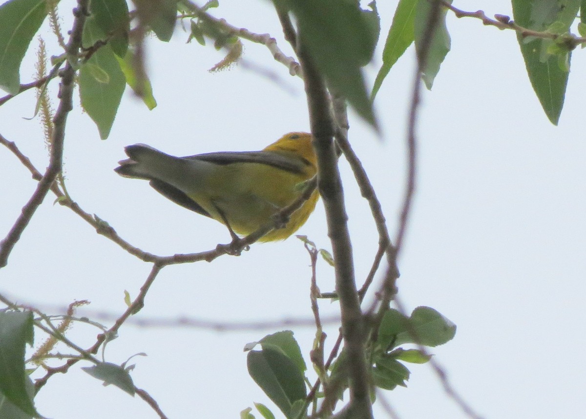 Prothonotary Warbler - ML503197171