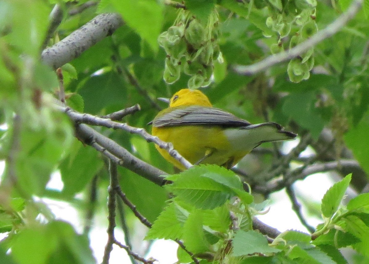 Prothonotary Warbler - ML503197191