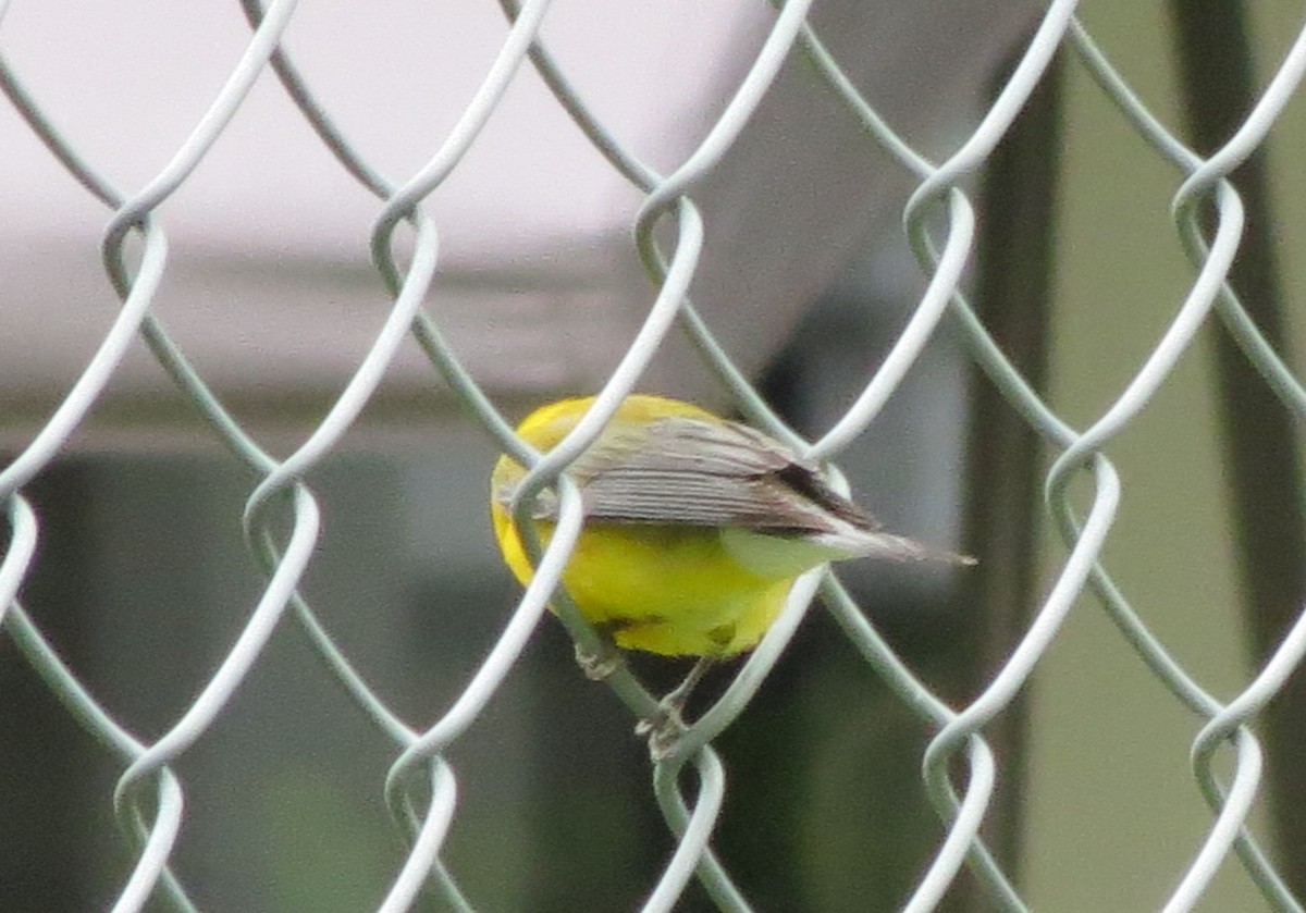 Prothonotary Warbler - ML503197201