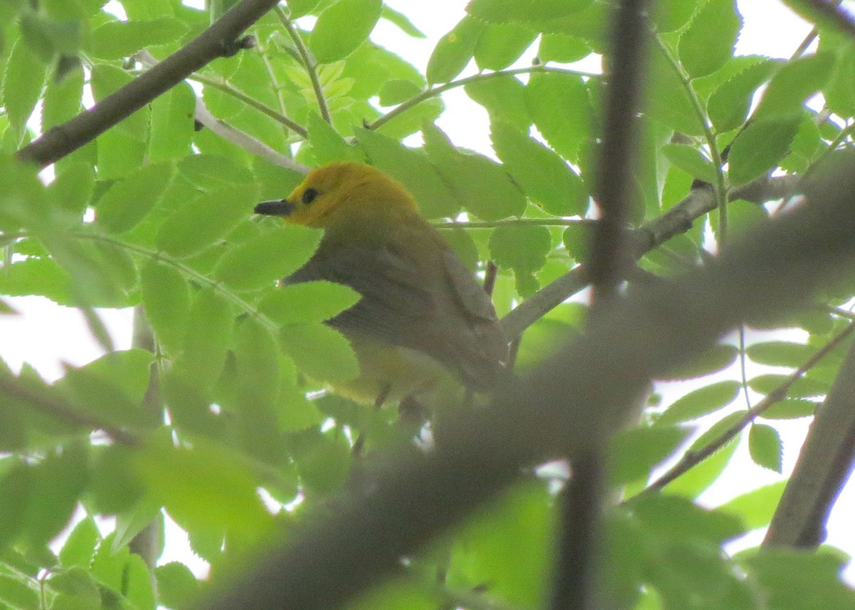 Prothonotary Warbler - ML503197211
