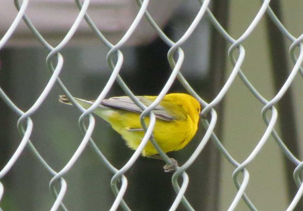 Prothonotary Warbler - ML503197221