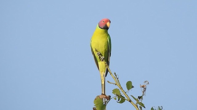 Plum-headed Parakeet - ML503199821