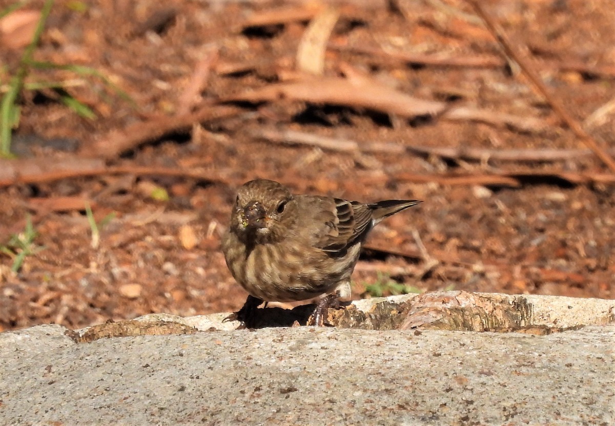 House Finch - ML503199881