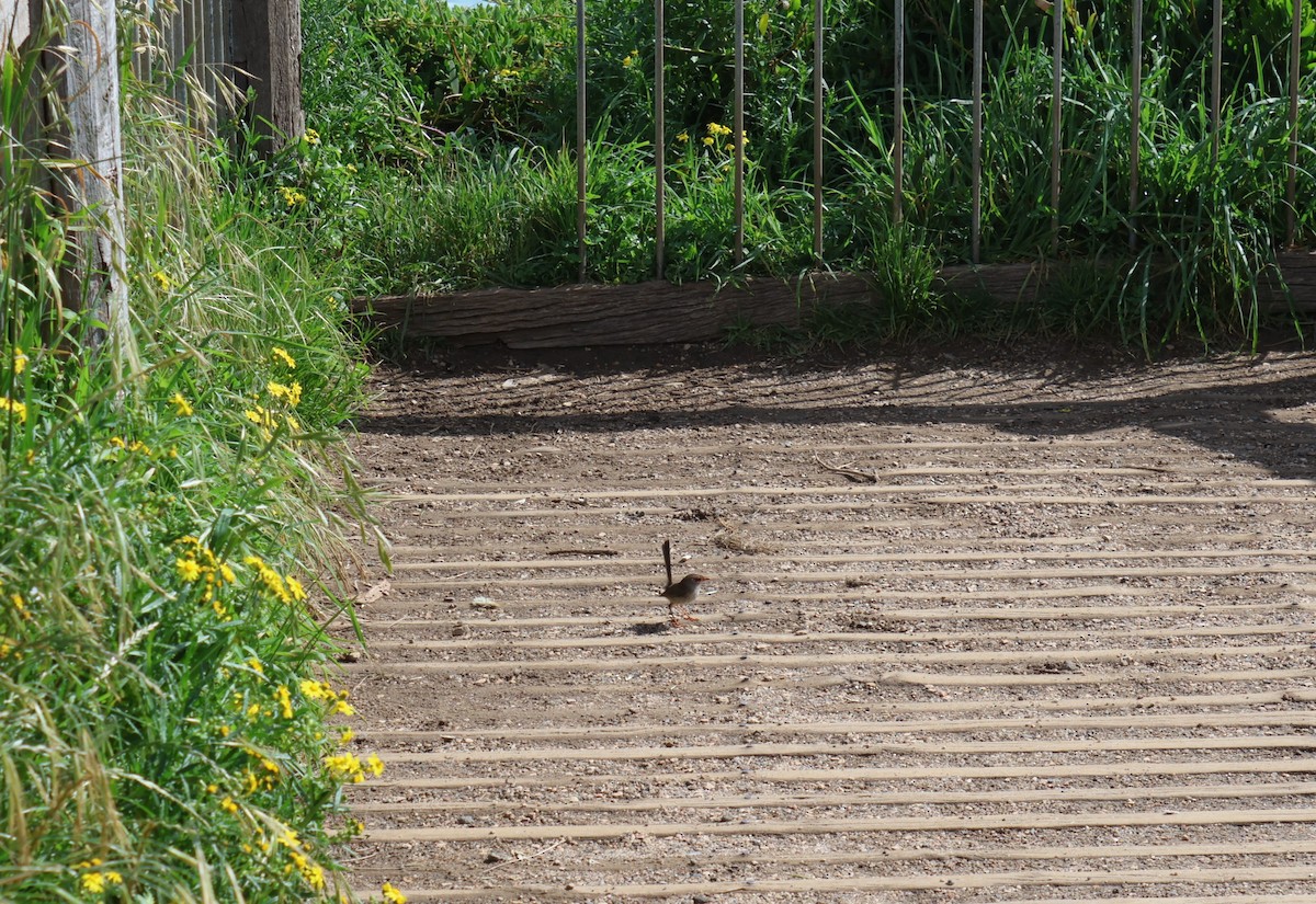 Superb Fairywren - ML503200421