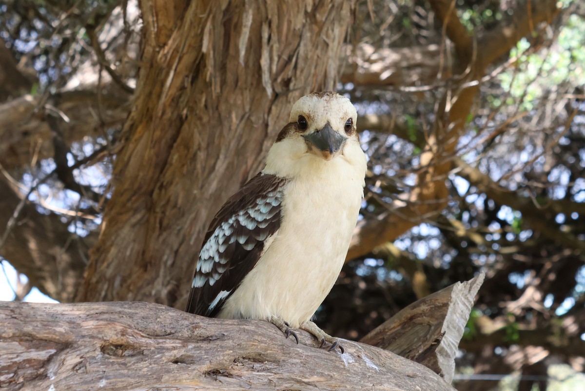 Laughing Kookaburra - ML503200561