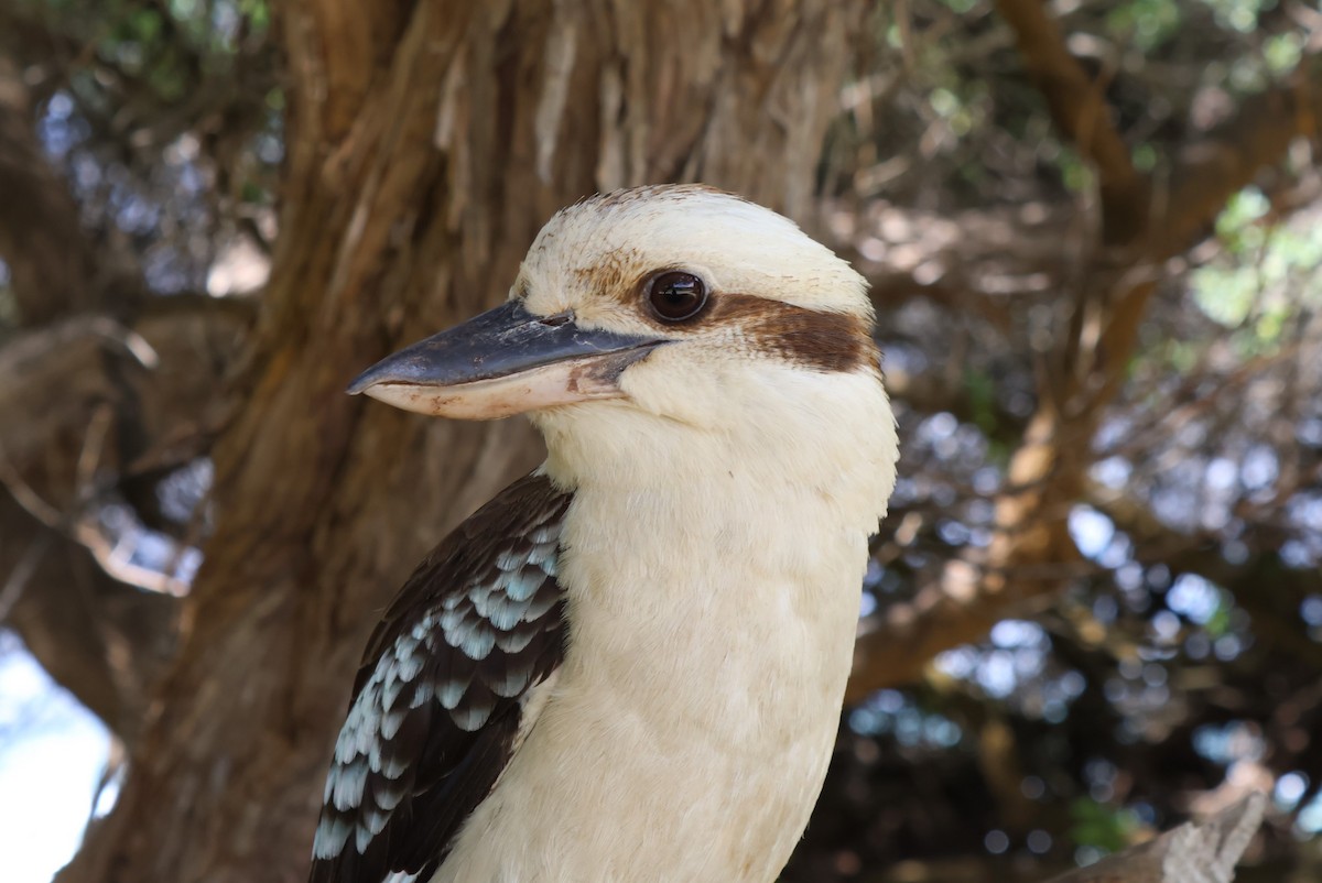 Laughing Kookaburra - Heather Williams