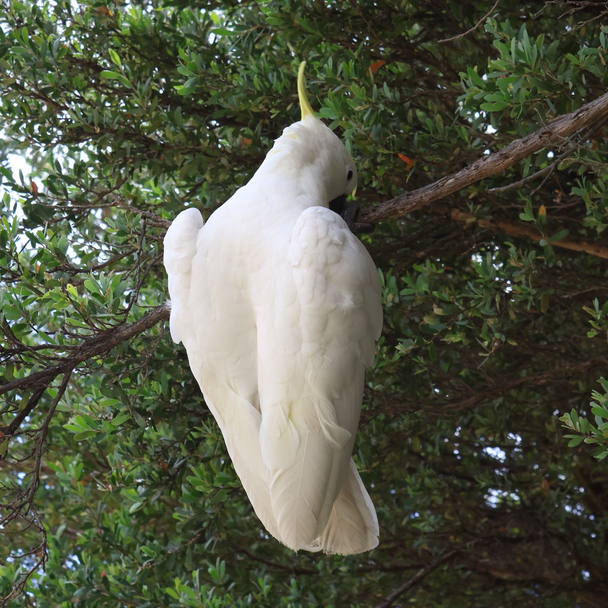 Sulphur-crested Cockatoo - ML503200631