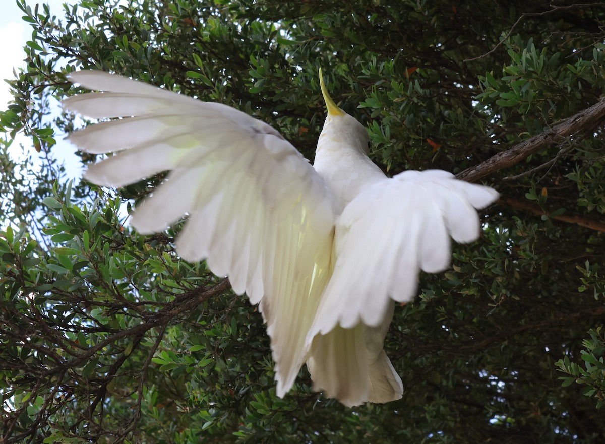 Sulphur-crested Cockatoo - ML503200641