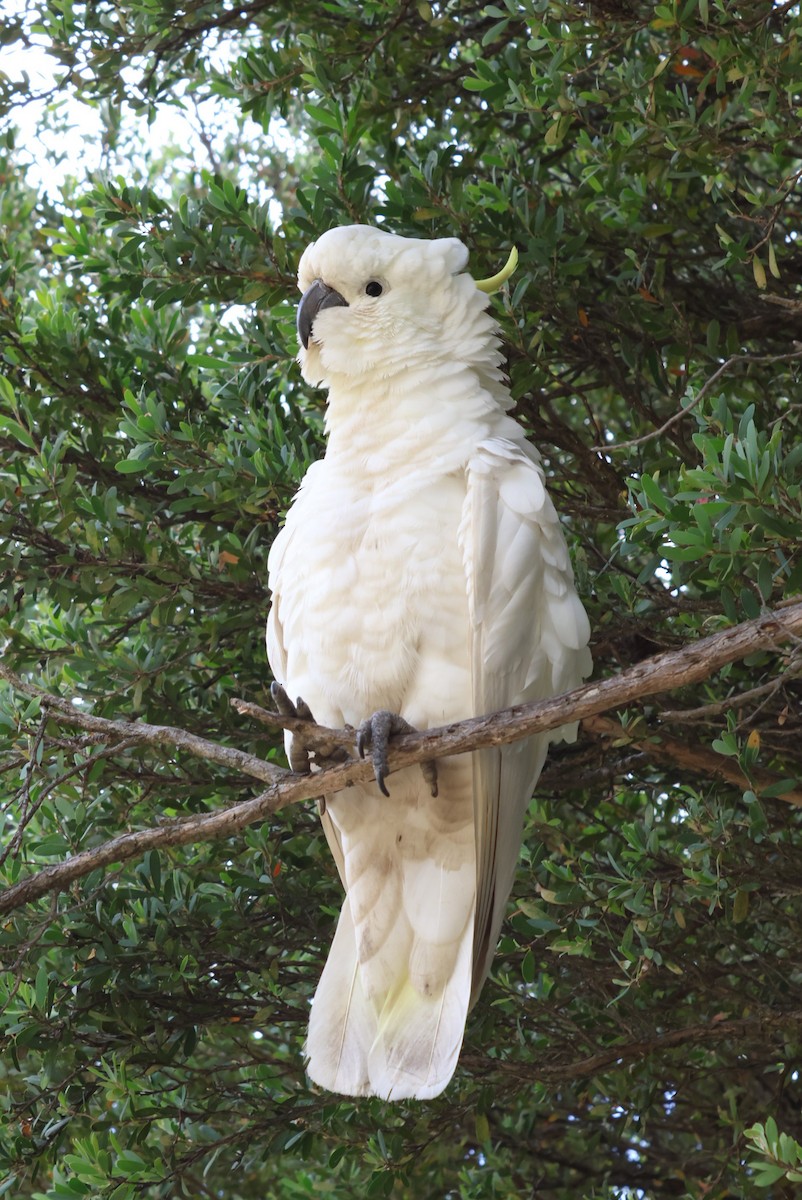 Sulphur-crested Cockatoo - ML503200651