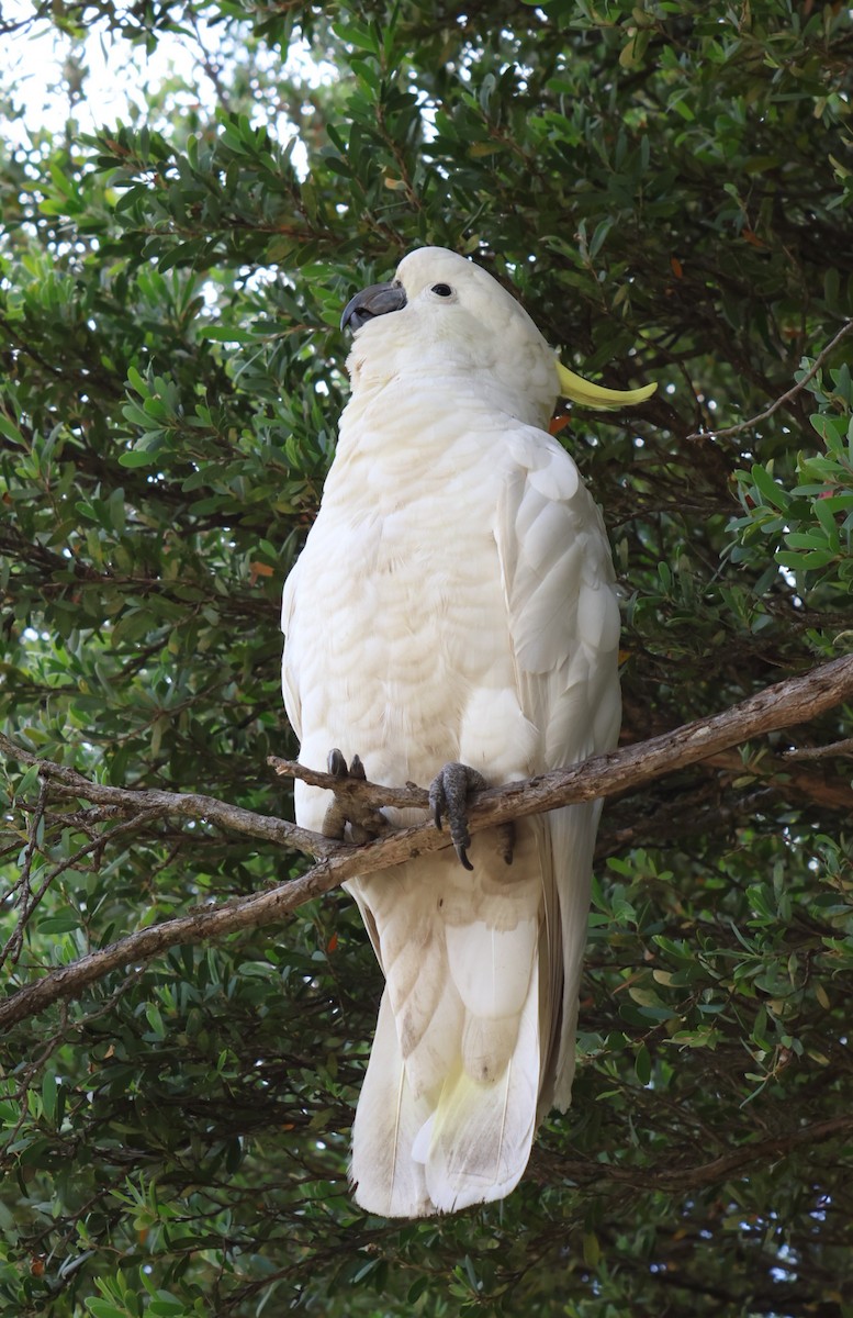 Sulphur-crested Cockatoo - Heather Williams