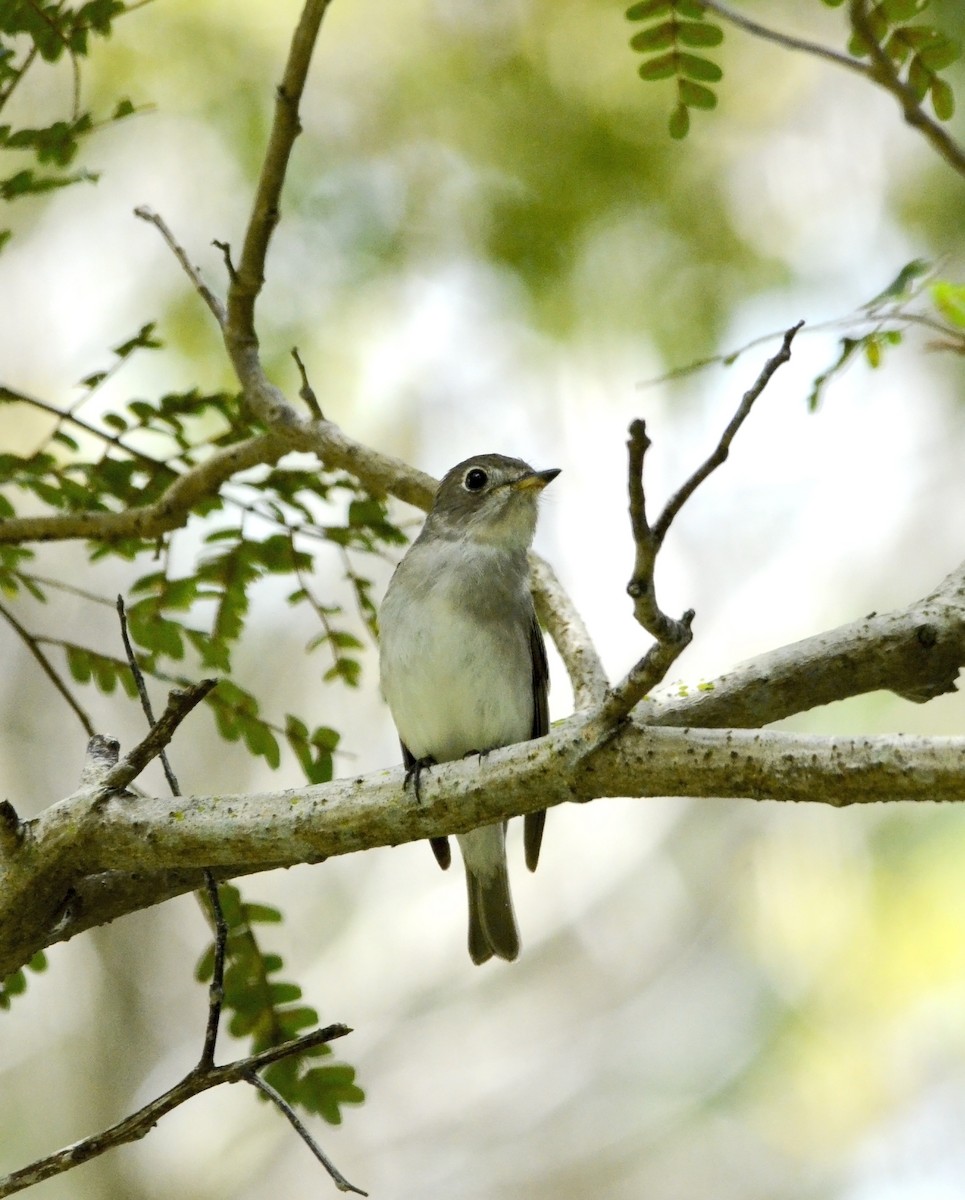 Asian Brown Flycatcher - Yvo Goossens