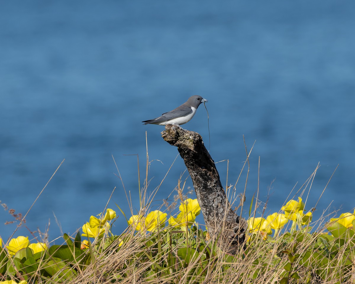 White-breasted Woodswallow - ML503202371