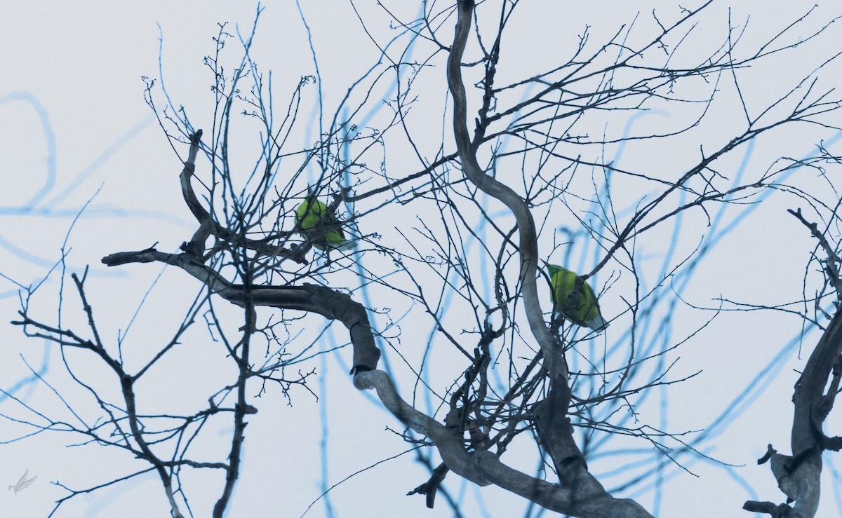 Jerdon's Leafbird - ML503202791