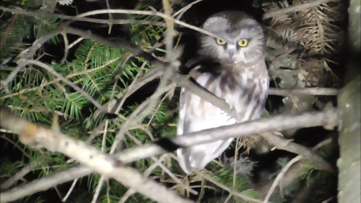 Northern Saw-whet Owl - ML503202811