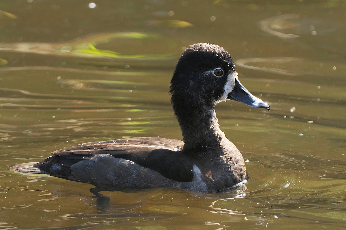 環頸潛鴨 - ML503202841